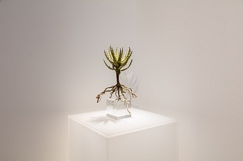 CIRCA Summer Show Dan Weill Photos