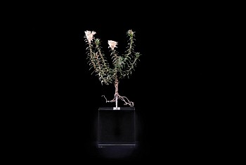 oedera capensis large