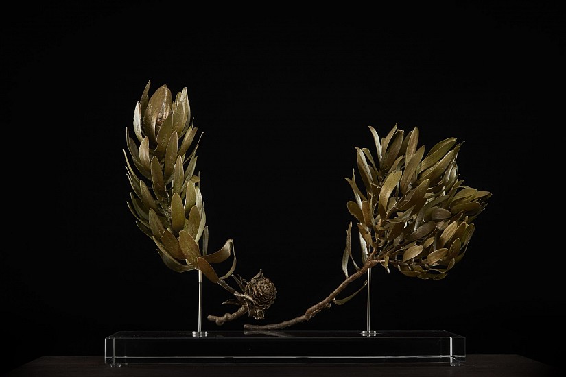 NIC BLADEN, Leucadendron laureolum
Bronze