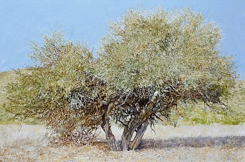 Boscia albitrunca, Tswalu, 110 x 165cm, oil on canvas