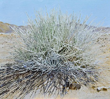 Cadaba aphylla, Leafless Wormbush, Richtersveld, 100 x 110cm, oil on canvas