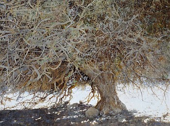 Boscia albitrunca II, Richtersveld, 90x120cm, oil on canvas