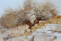 Pistacia atlantica, Turpentine Tree, Petra, 110x165cm, oil on canvas