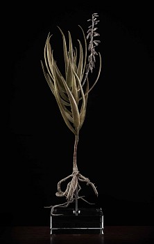 NicBladen Aloe tenuior bronze 48 x 24 x 13cm