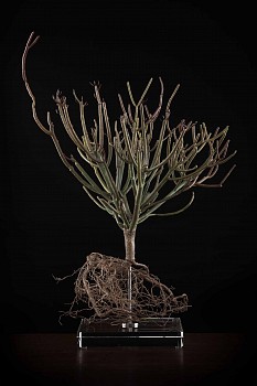 NicBladen Euphorbia tirucalli bronze 61 x 43 x 40cm