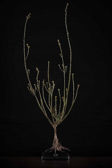 NIC BLADEN, Leucadendron thymifolium
Bronze and silver on crystal base