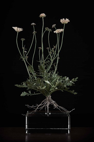 NIC BLADEN, Scabiosa incisa
Bronze and silver on crystal base