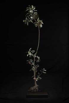 NicBladen Sideroxylon inerme bronze 178 x 46 x 44cm