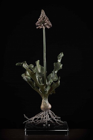 NIC BLADEN, Veltheimia capensis
Bronze and silver on crystal base