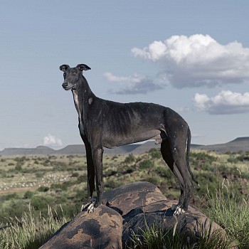 Africanis 20. Petrusville, Northern Cape, South Africa, 19 April 2011 (Animal Farm project) HR300dpi