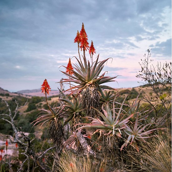 DANIEL NAUDÉ, Flowering Krantz Aloe. South Africa, June 2017 (Cattle of the Ages), 2017.
C-Print, Lightjet on Fujifilm professional paper, Dibonded on aluminium