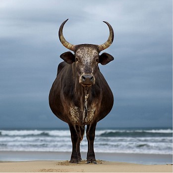 xhosa black cow