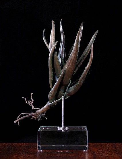 NIC BLADEN, Aloe speciosa
Bronze
