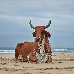 Xhosa Cow SittingJPG