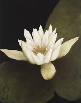 Shany van den Berg, Lily Portrait VII, oil on board, 30 x 24 cm