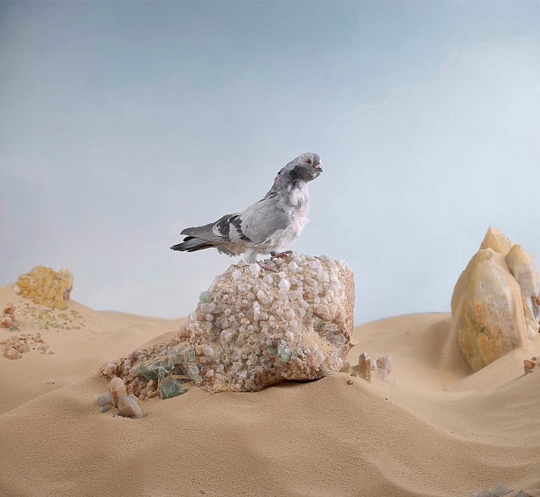 DANIEL NAUDÉ, Study for portrait 2. Chinese owl pigeon, 2016
C-print, lightjet on kodak professional endura premier paper diasec