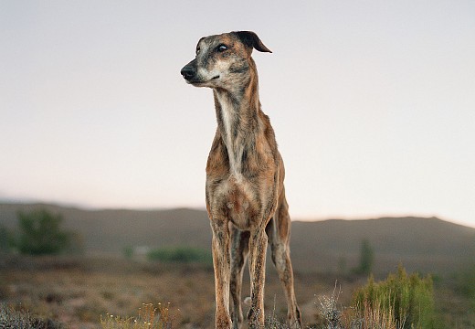 LOW Africanis dog. Murraysburg, South Africa, 7 February 2009 Ed of 20