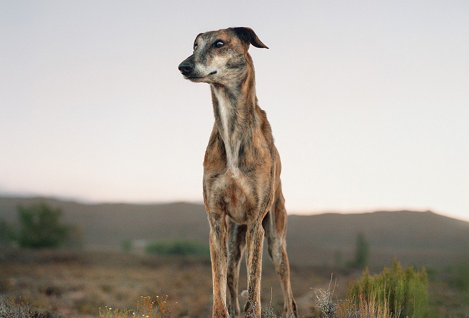 LOW Africanis dog. Murraysburg, South Africa, 7 February 2009 Ed of 20