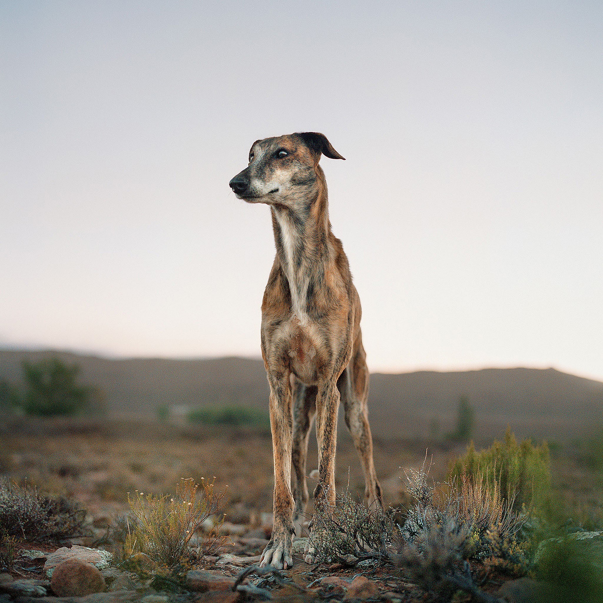 LOW Africanis dog. Murraysburg, South Africa, 7 February 2009 Ed of 20