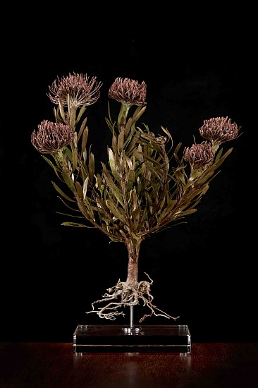 NIC BLADEN, Leucospermum (Reflexum Hybrid)
Bronze