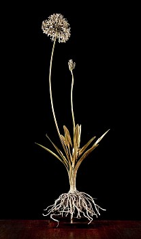 Agapanthus preacox s Jpeg