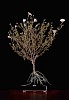 Drosanthemum bicolor s jpeg