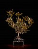 Leucodendron laureolum x strobalinum web size