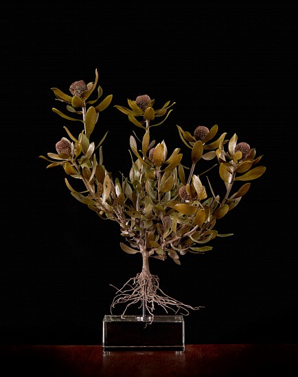 NIC BLADEN, Leucadendron laureolum x strobilinum
Bronze
