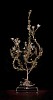 Leucadendron modestum s jpeg