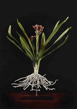 Clivia Miniata ii small Jpeg