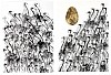 LADY SKOLLIE OSTRICH BEHAVIOUR I & II (DIPTYCH) LINOCUT WITH GOLD LEAF 2 OF 5 100 X 142CM AC49007