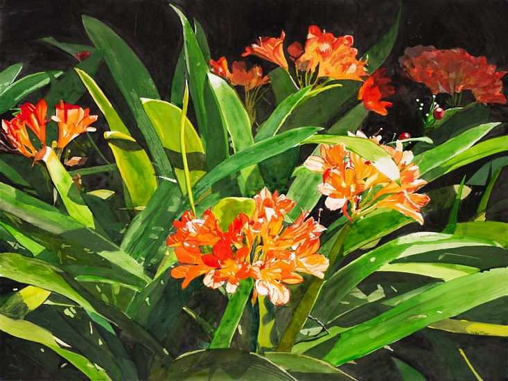 DENBY MEYER, Clivia<br />
Watercolour on board