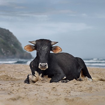 Daniel Naude, Xhosa heifer sitting on the shore. Mpande, Eastern Cape, South Africa, 14 January 2019. The Bovine Prophecy, Edition of 5, 110 x 110