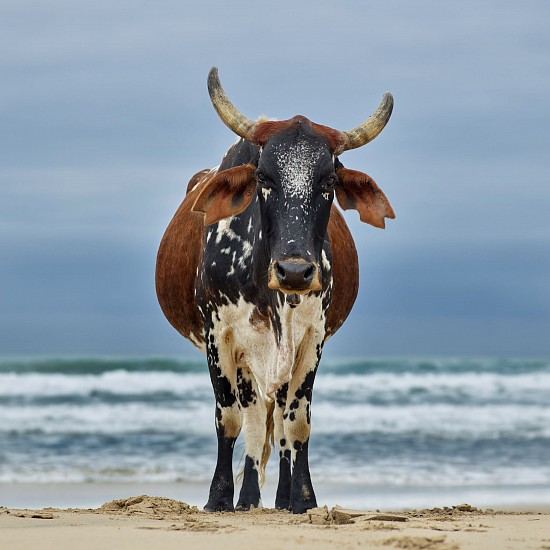 DANIEL NAUDÉ, Xhosa cow on the shore. Qoloha, Eastern Cape, South Africa, 14 April 2018
C-Print, Lightjet on Kodak professional Endura Premier, Diasec diabonded