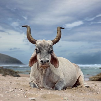 Daniel Naude. Xhosa ox sitting on the shore. Hluleka, Eastern Cape, South Africa, 4 December 2019. The Bovine Prophecy. C Print, Lightjet on Kodak Professional Endura Premier Paper, Edition of 5,110x110
