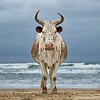 Daniel Naude, Xhosa Nguni cow on the shore. Eastern Cape, South Africa, 5 April 2018, C Print, Lightjet on Kodak Professional Endura Paper, Edition of 5, 110 x 110 cm