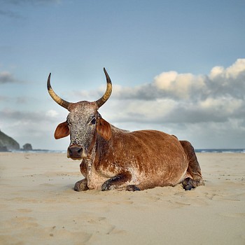 Daniel Naude,Xhosa Nguni cow sitting on the shore.Mpande, Eastern Cape, South Africa,10 January 2019.The Bovine Prophecy, C Print,Lightjet on Kodak Professional Endura Premier Paper,Edition of 5,110x110