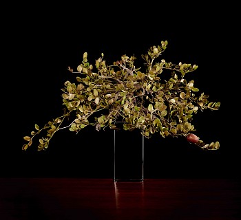 Carissa macrocarpa small jpeg