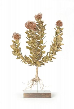 Leucospermum patersonii sml