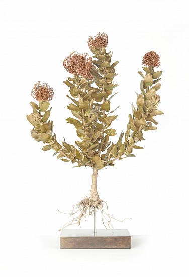 NIC BLADEN, Leucospermum patersonii
Bronze