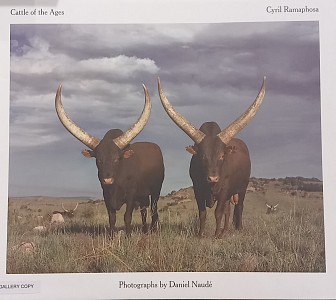Daniel Naud Cattle of The Ages