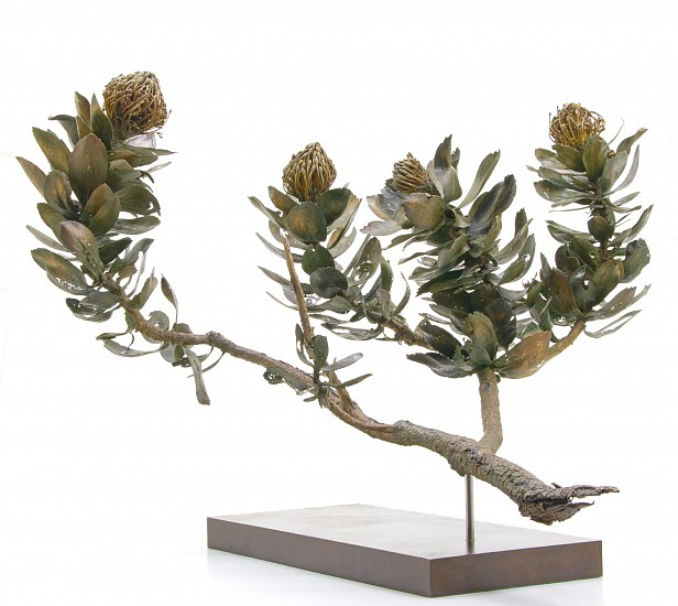 NIC BLADEN, Leucospermum conocarpodendron i/23<br />
Bronze