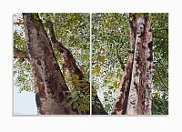 Denby Meyer, Indian Shade Diptych, Acrylic On Canvas, 80 X 120CM, Michael Hall