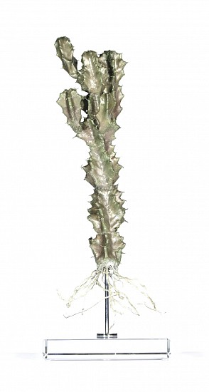 NIC BLADEN, Euphorbia caerulescens<br />
Bronze on crystal base