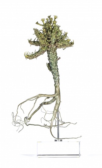 NIC BLADEN, Euphorbia caput-medusaea
Bronze on crystal base