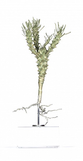 NIC BLADEN, Euphorbia sp. (i)
Bronze on crystal base