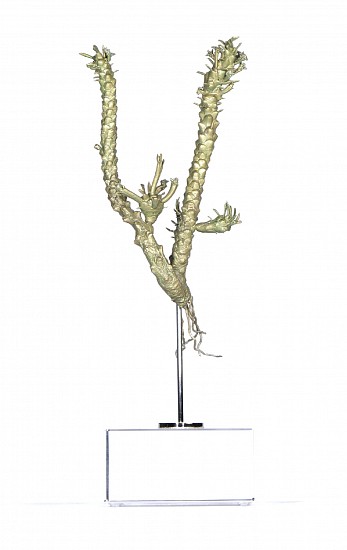 NIC BLADEN, Euphorbia sp. (v)
Bronze on crystal base