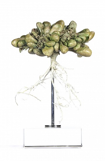 NIC BLADEN, Glottiphyllum nelii<br />
Bronze on crystal base