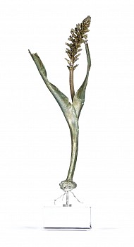 lachenalia sp. viooltjie