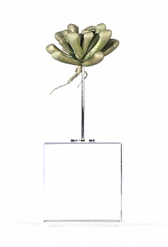 titanopsis primosii skilpadvoete